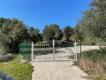 Building land for sale in Plataria