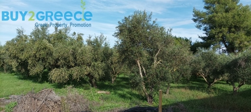 (Zu verkaufen) Nutzbares Grundstück || Präfektur Messinien/Kyparissia - 2.560 m², 50.000€