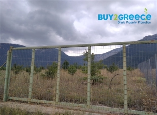 (À vendre) Parcelle de terrain utilisable || Préfecture de Corinthe/Feneos - 5.846 m², 50.000€