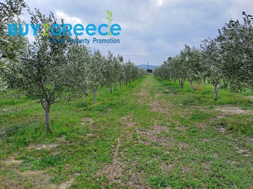 (For Sale) Land Agricultural Land || Korinthia/Assos-Lechaio - 9.500 Sq.m, 209.000€