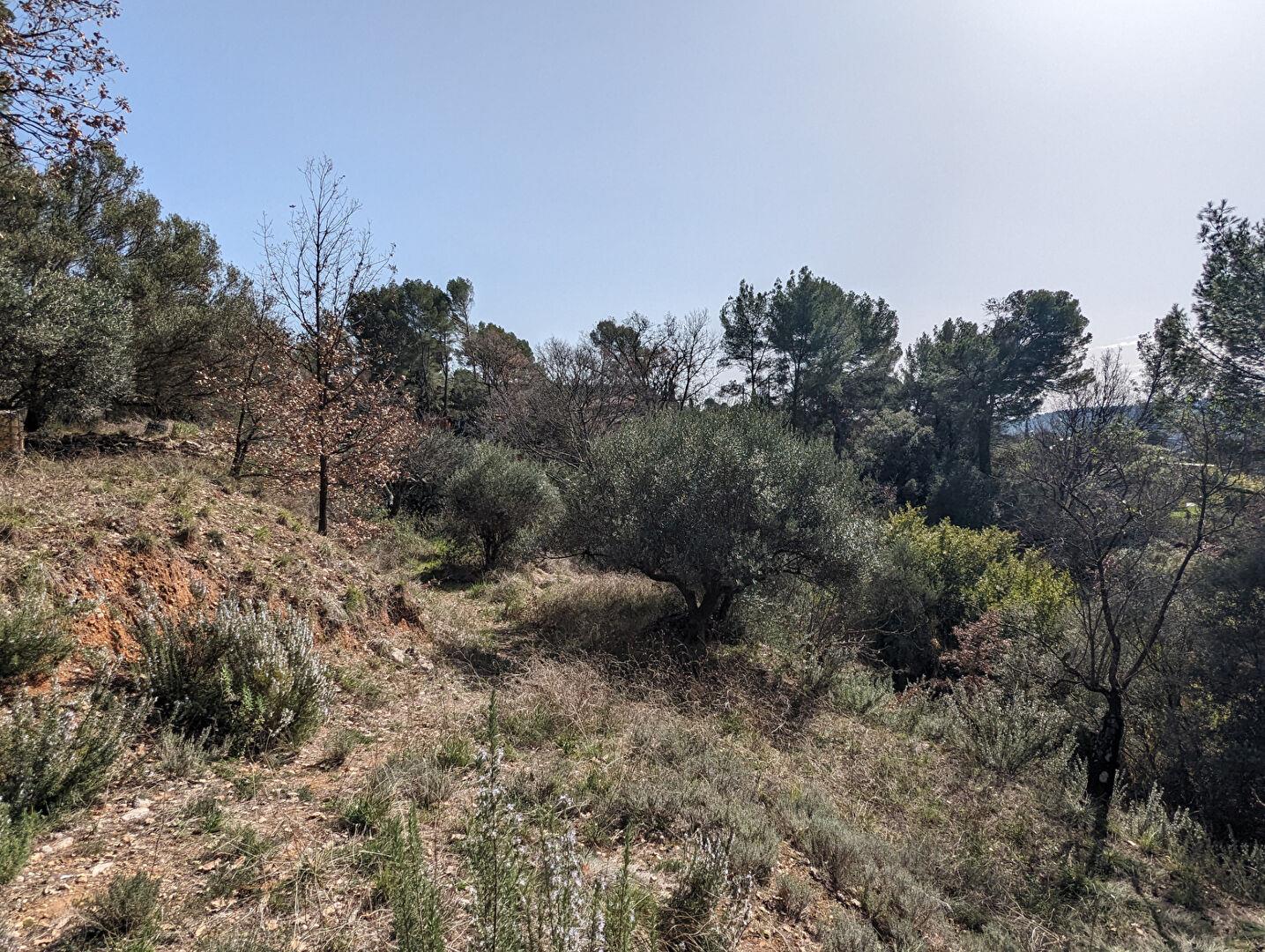 Salernes, wooded land of 3,586 m² terraced, irrigation canal