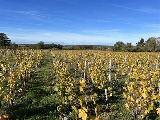 Pacrelle AOC, plantada com vinhas de produção