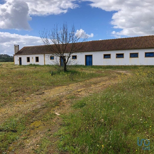 Fünfte in Coruche, Santarém