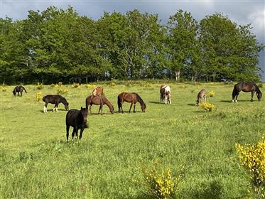 Paardenboerderij en Centro di ritiro