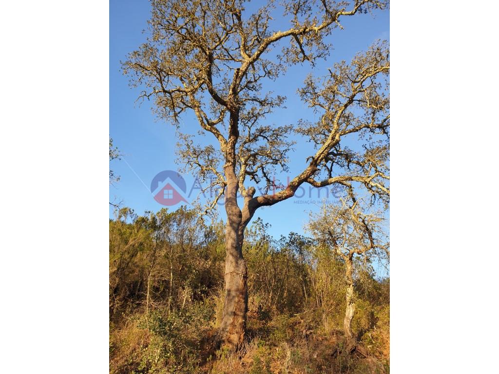 Terreno Venta Odemira