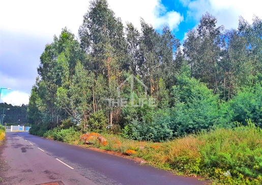 Land of 7330m2 for sale and construction next to levada da Serra, Camacha, Santa Cruz, Madeira Islan