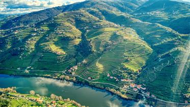Wijngaard met ruïne voor wederopbouw Douro (Doc)