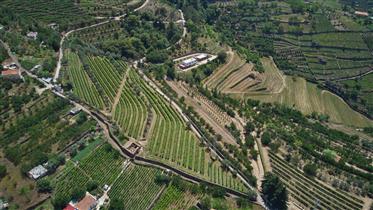 Vineyard with Ruin for Reconstruction Douro (Doc)