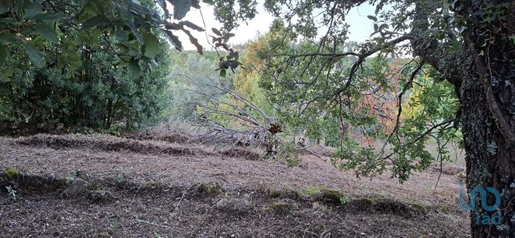 Tierra en el Coimbra, Penela