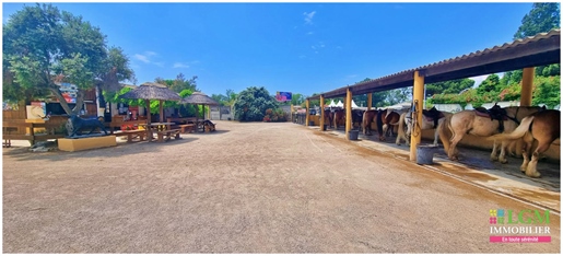 Exclusive - Exceptional Opportunity: Abrivado Ranch Business for Sale!