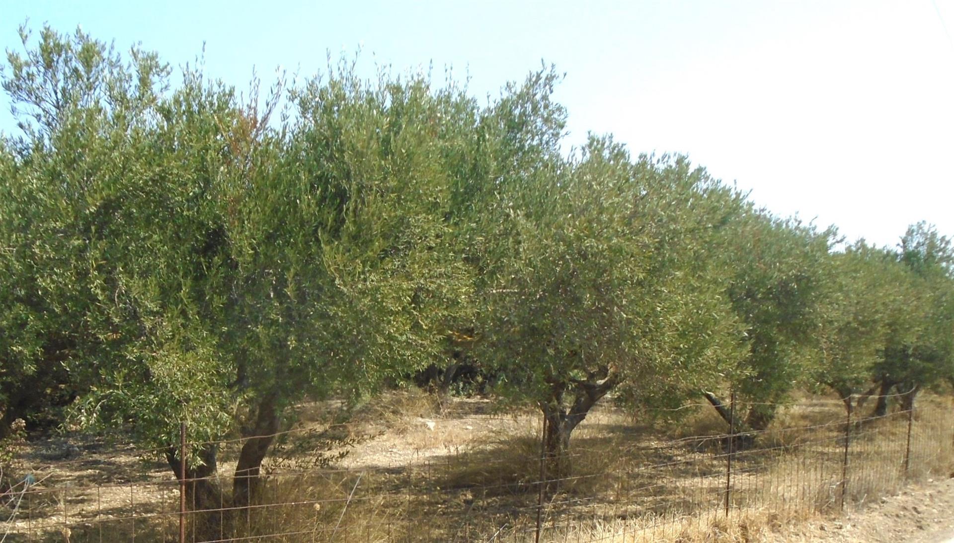 Bauland mit Olivenbäumen, Meer- und Bergblick