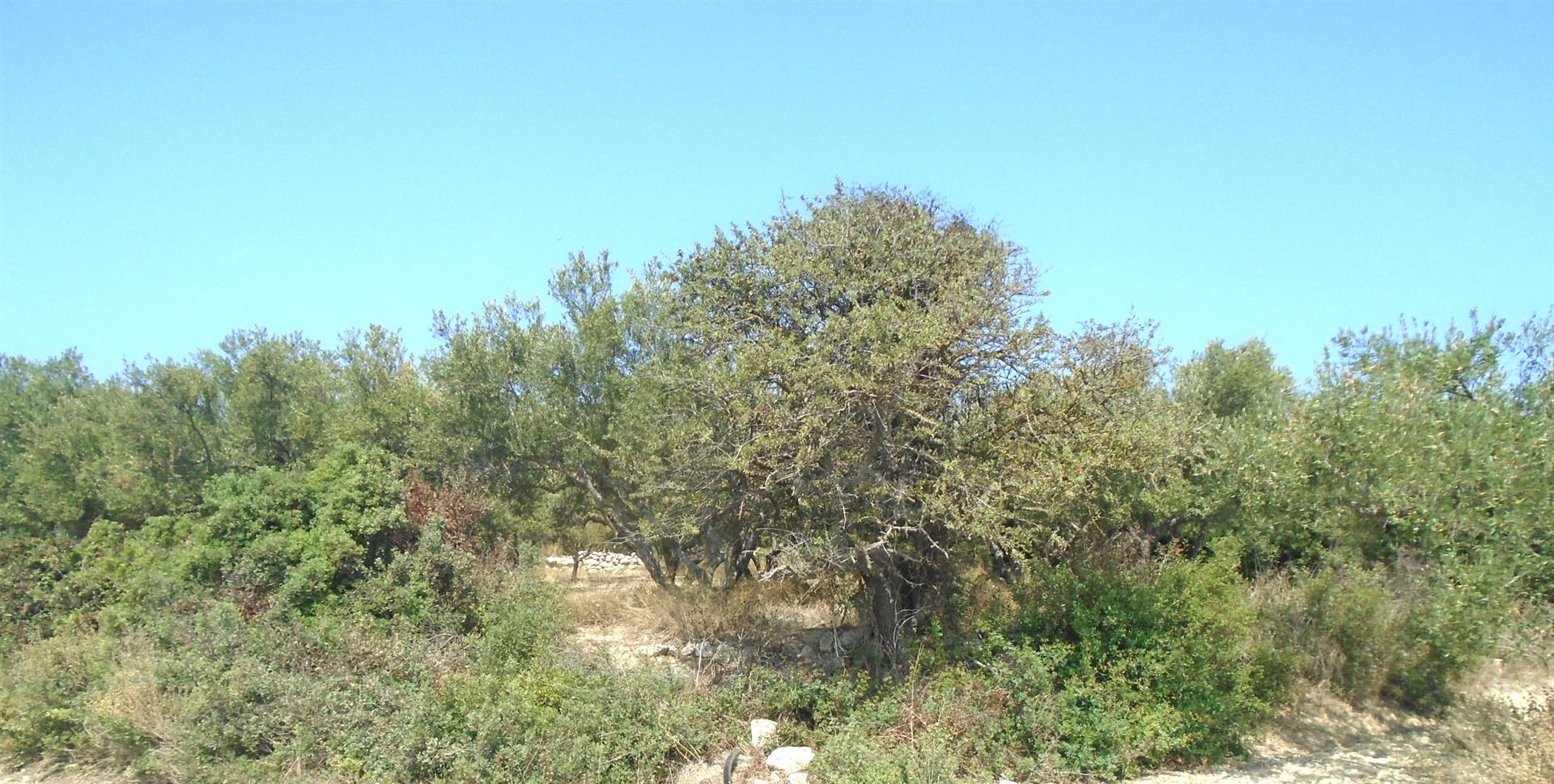 Bauland mit Olivenbäumen, Meer- und Bergblick