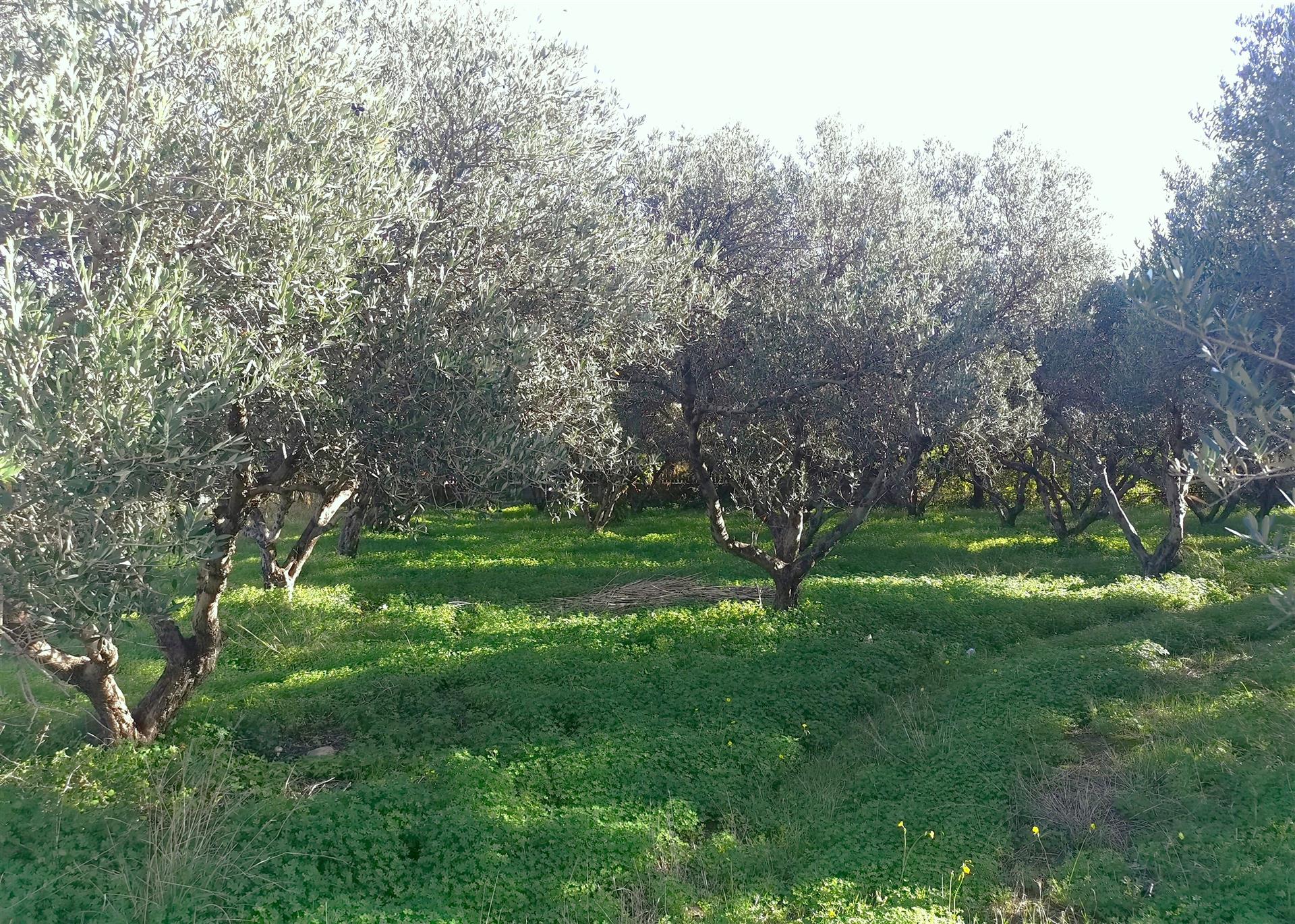 Terrain constructible avec de beaux oliviers à proximité de la plage.