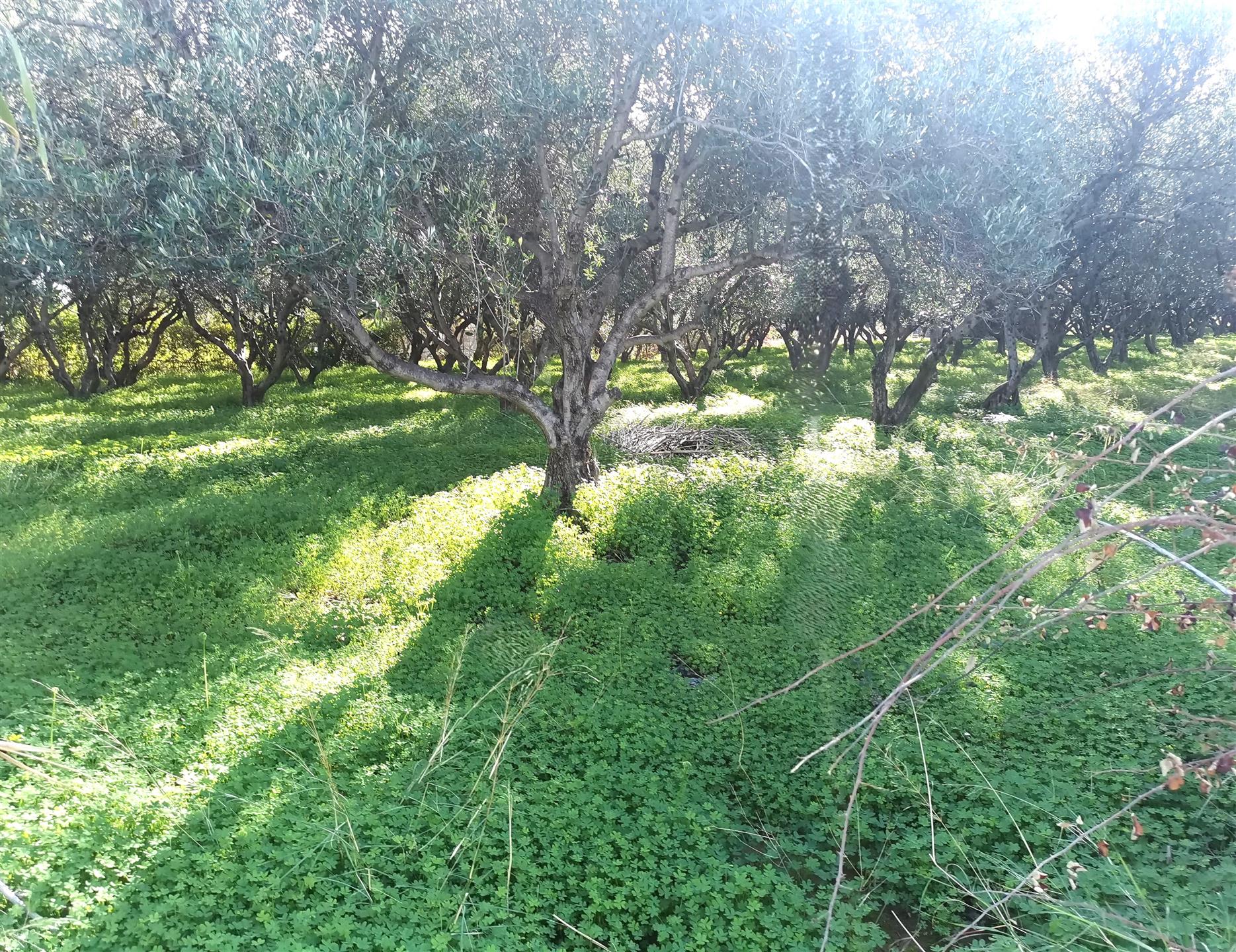 Terrain constructible avec de beaux oliviers à proximité de la plage.