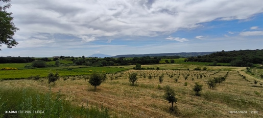 Enclave van de pausen. 50 hectare wijngaarden. Biologisch Ecofarms-label. Kaal land . Hout. Zuiden.