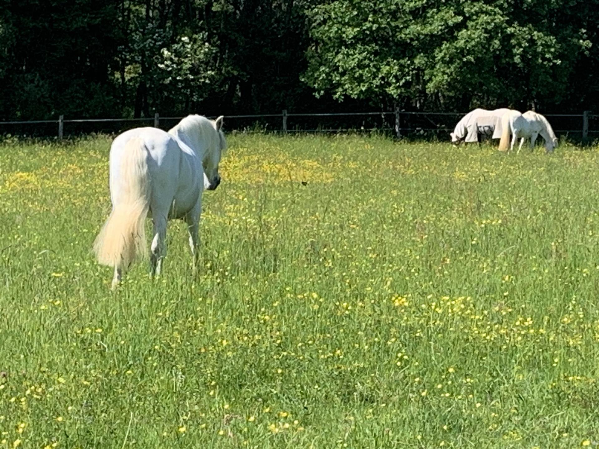 Well-Kept horse farm, 1 hour from Basel, equestrian property for sale