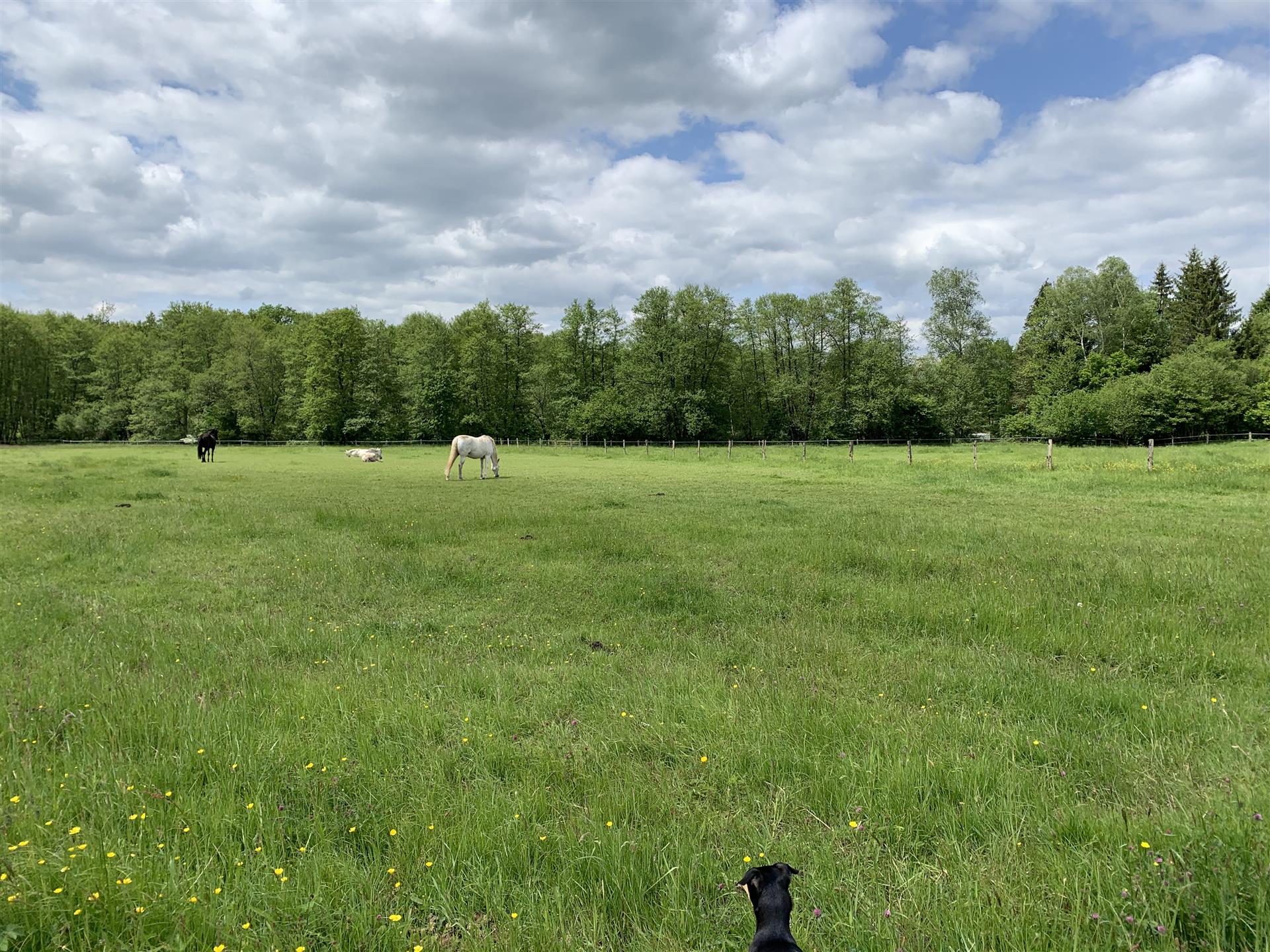 Well-Kept horse farm, 1 hour from Basel, equestrian property for sale