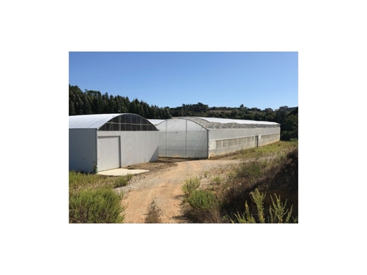 Land with greenhouse in Soure, Coimbra