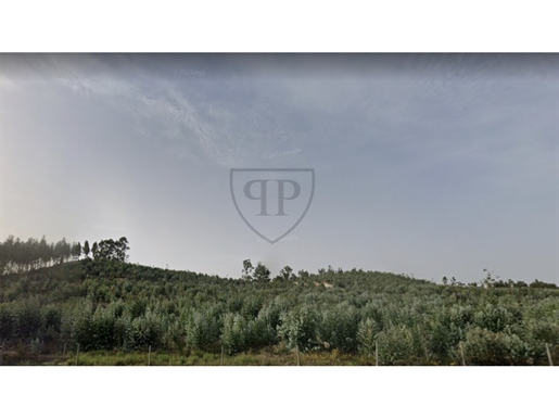 Деревенский земельный участок площадью 62 440 м2 в Пизане, Рамалал
