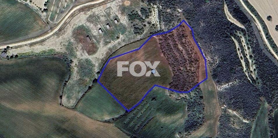 Two Agricultural lands in Steni , Paphos