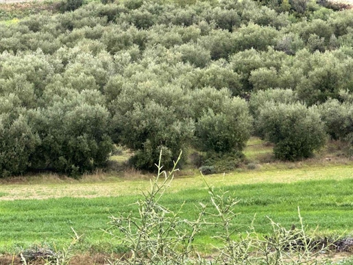 Land For Sale In Nikokleia Paphos Cyprus