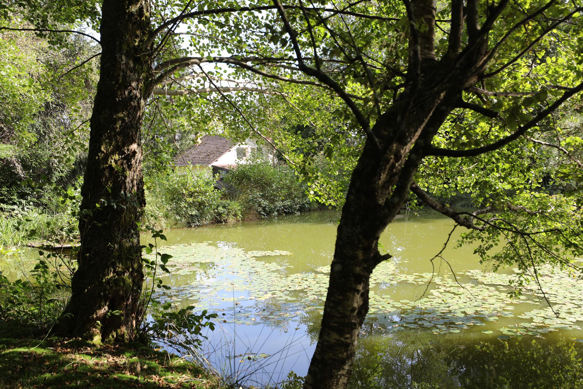 Charmantes Landhaus  mit Teich in idyllischer Alleinlage