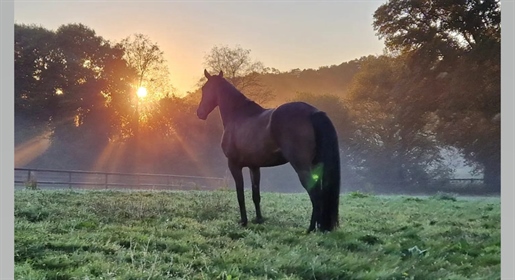 Neuer Preis! Reitanlage auf 22 Hektar