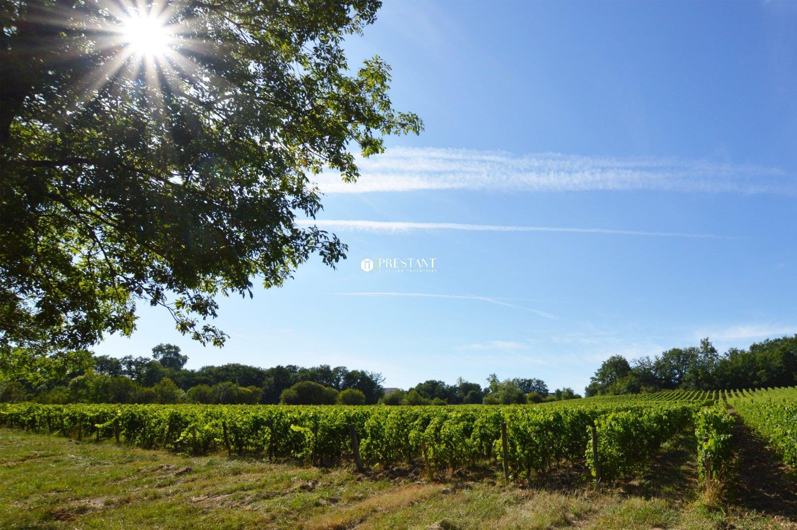 Vineyard