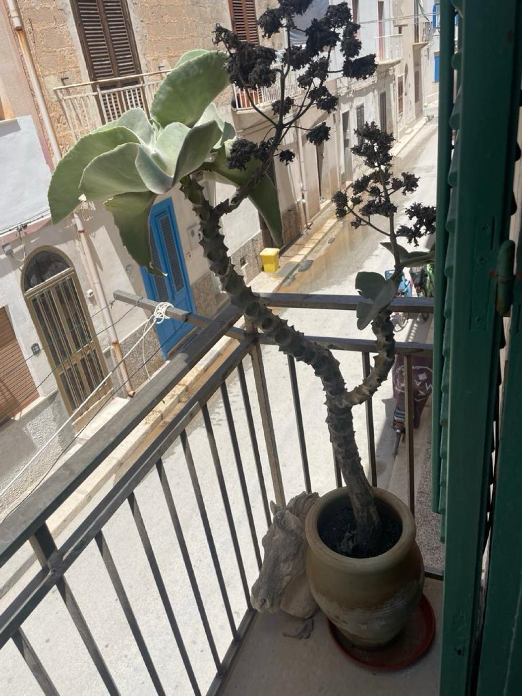 Adelaarsnest in de buurt van het strand Favignana Sicilië