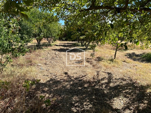 Terreno Venda em Monforte da Beira,Castelo Branco