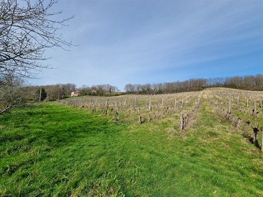 Domaine viticole d'environ 8 ha de vignes sur commune de Madiran