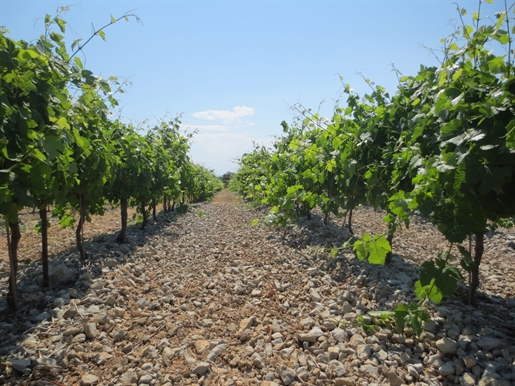 Wijntoerisme in Piemonte Cévenol: Gerestaureerde Grand Mas en zijn 7