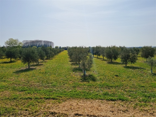 Farmhouse to renovate and Ab olive estate in production ideally emen