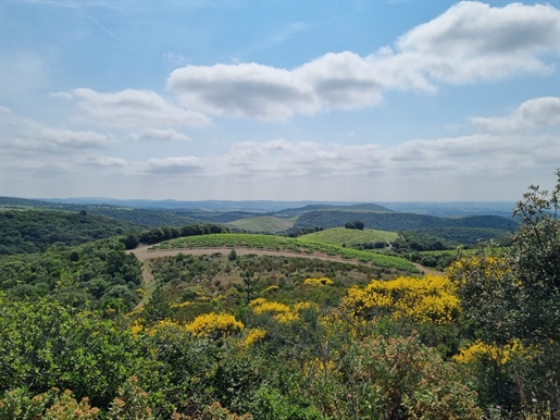 12 ha wine estate in AOP Feugères