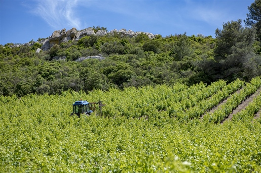 Propriété viticole et sa cave, 30 ha en Aop
