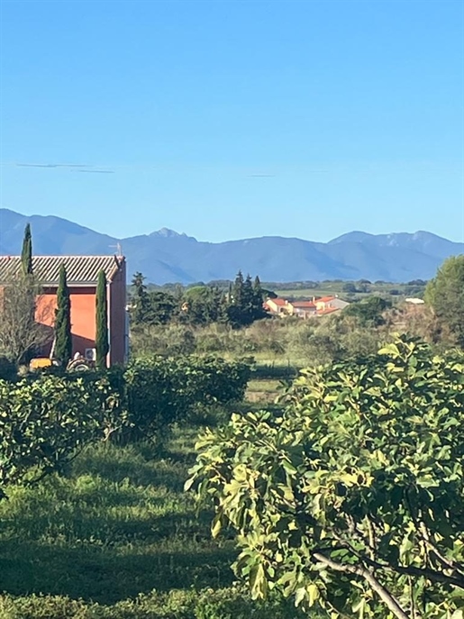 Arboreal property (fig trees) 5Ha near Perpignan