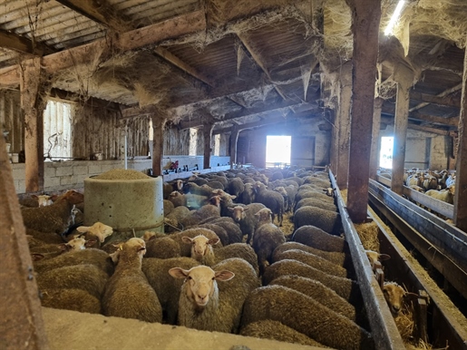 135 ha sheepfold in the Hérault valley
