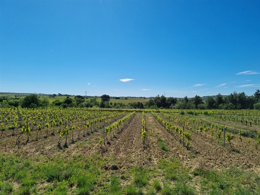 Wijngaard van 58 ha in AOP Faugères