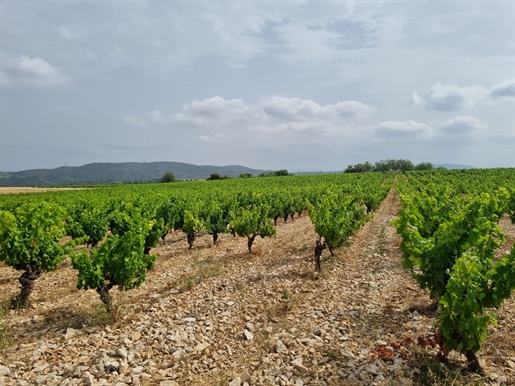 Vineyard in the Minervois, 10 ha in organic agriculture