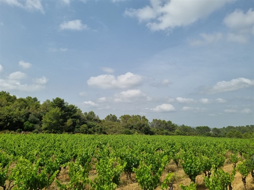 Vineyard in the Minervois, 10 ha in organic agriculture