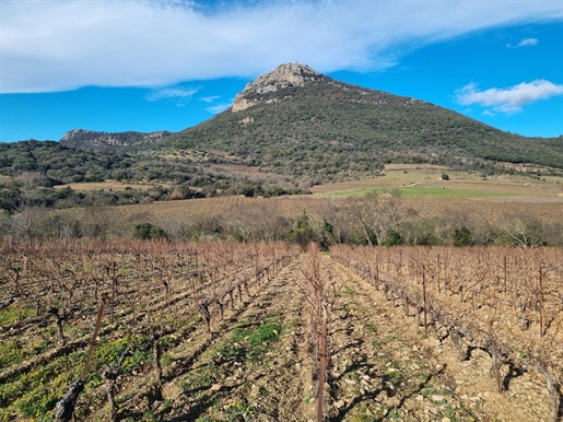 Vignoble de 18,5 ha en Aop Cabrières et Clairette dans l'Hérau