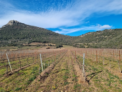Wijngaard van 18,5 ha in AOP Cabrières en Clairette in de Hérau