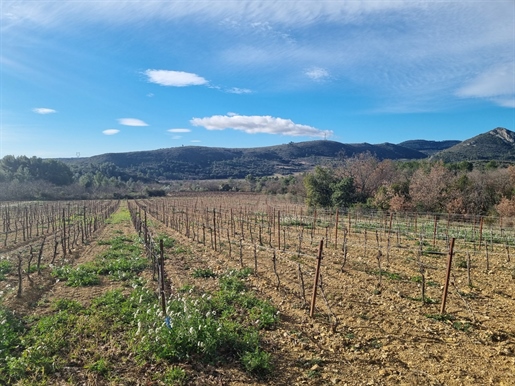 Wijngaard van 18,5 ha in AOP Cabrières en Clairette in de Hérau