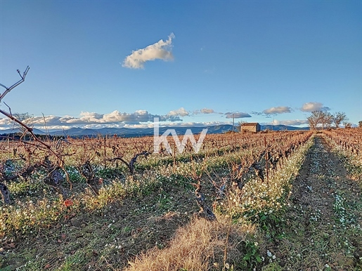For Sale : Vineyard Languedoc Faugeres