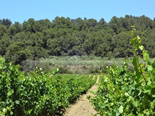 Weingut 40 Hektar Weingut, Haus