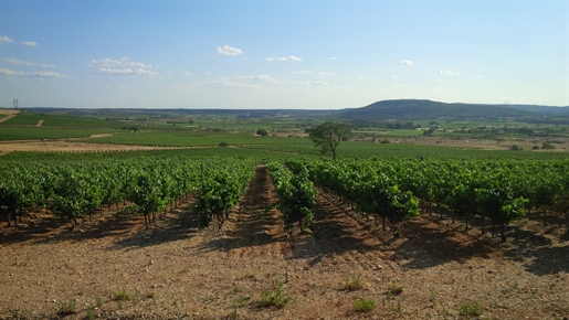 Vineyard on 20 ha