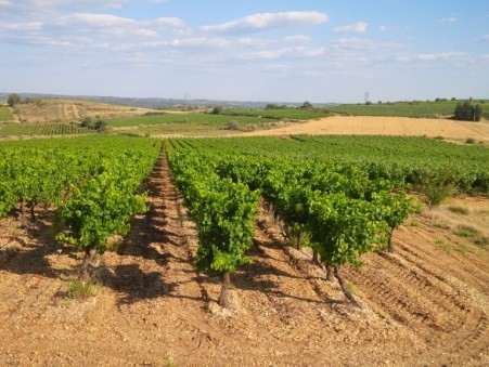 Vineyard on 20 ha