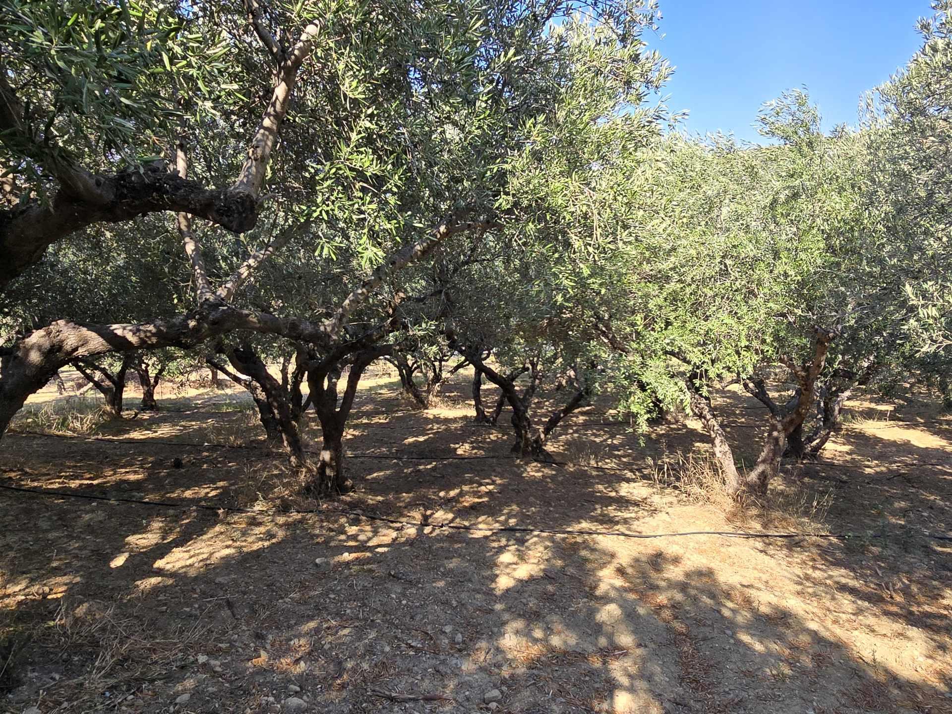 Grundstück mit herrlicher Aussicht in Mariou bei Plakias