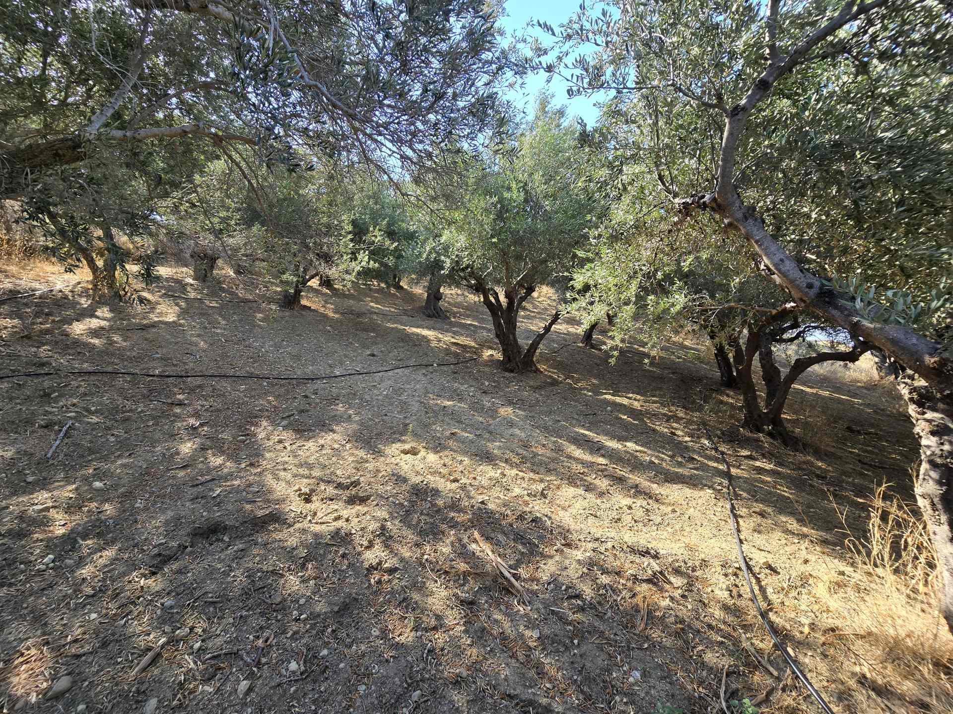 Grundstück mit herrlicher Aussicht in Mariou bei Plakias