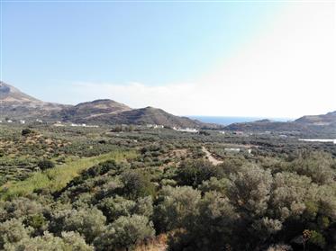 Grundstück mit Olivenbäumen in der Nähe von Plakias
